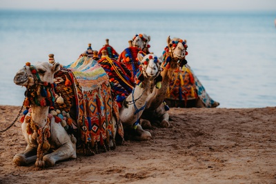 Seahorse Bay Aktivitäten